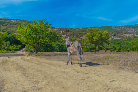 a young donkey in the summer in a field among withered grassの写真素材