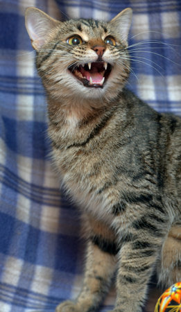 cute frightened tabby kitten on a blue background