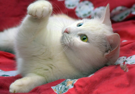 beautiful white odd-eyed cat on a red backgroundの写真素材