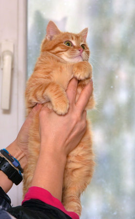 beautiful cute red small kitten close upの写真素材