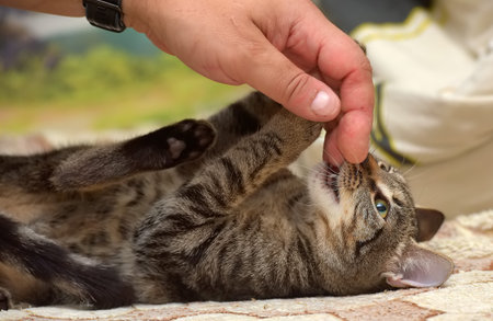 young brown tabby cat european shorthair close up
