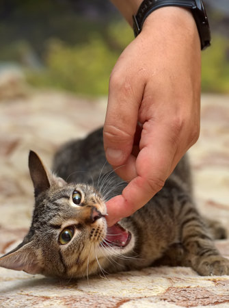 young brown tabby cat european shorthair close upの写真素材