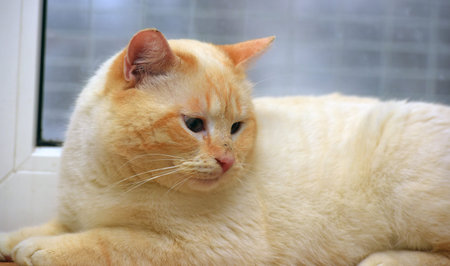 Thai (Siamese) domestic cat red point with red ears and blue eyes