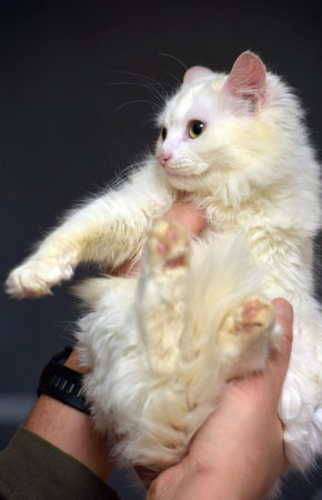 white angora cat kitten in hands close up