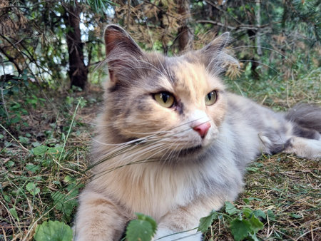fluffy tricolor cat on the lawn among the grassの写真素材