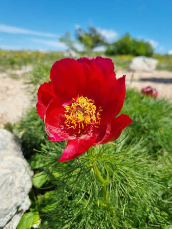 Caucasian peony in the mountain forestの写真素材