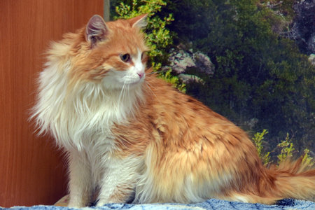 beautiful fluffy red and white siberian catの写真素材