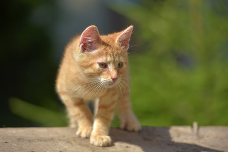 beautiful little ginger kitten in summer outdoors in the gardenの写真素材