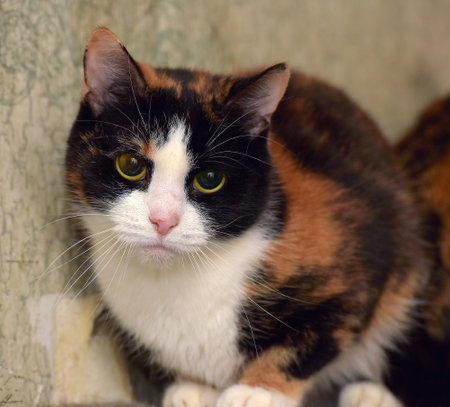 tricolor shorthair catの写真素材