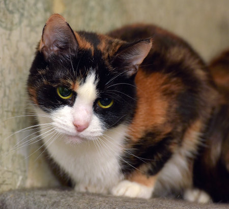tricolor shorthair catの写真素材