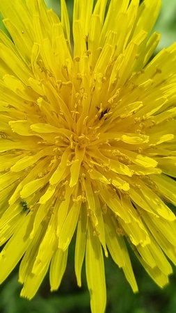 Dandelion officinalis
