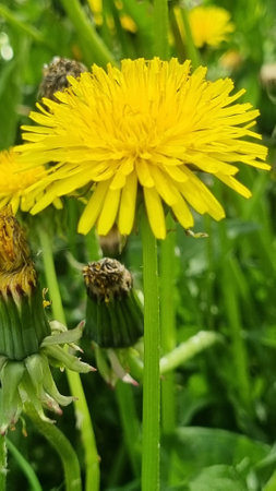 Dandelion officinalisの写真素材