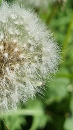 white Dandelion officinalisの写真素材