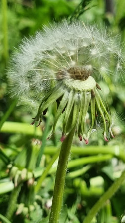 white Dandelion officinalisの写真素材