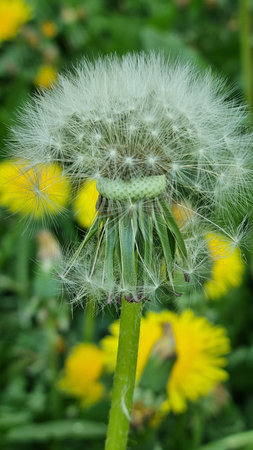 white Dandelion officinalis