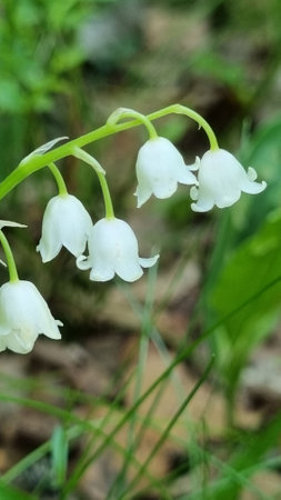 May lily of the valley Flowersの写真素材