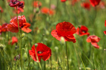 red poppies among the green grass in the summer in the fieldの写真素材