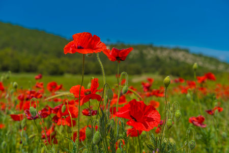 red poppies in spring in may in a green fieldの写真素材
