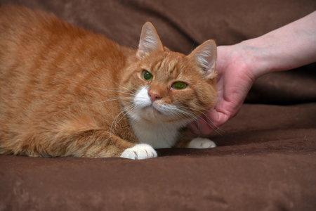 chubby affectionate red cat on sofa close upの写真素材