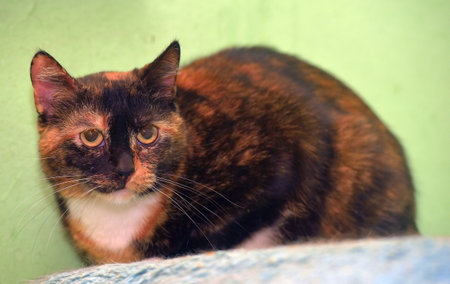 Portrait of shorthair cat. Tricolor cat on a green backgroundの写真素材