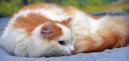 beautiful red and white fluffy longhair catの写真素材