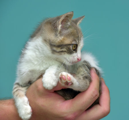 white and gray kitten with big expressive eyes in handsの写真素材