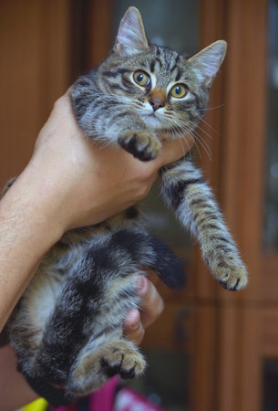 small striped kitten in hands close upの写真素材