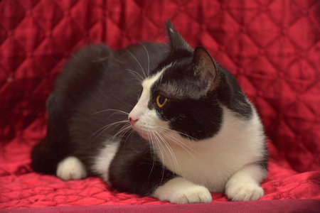 cute black and white european shorthair cat with orange eyesの写真素材