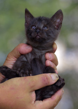 little black kitten with a sore eye in his handの写真素材