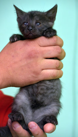 little black kitten with a sore eye in his handの写真素材