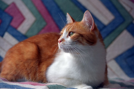beautiful red and white shorthair cat on the couchの写真素材