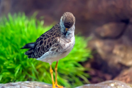 Turukhtan Birdsの写真素材