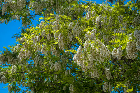 Robinia vulgaris (lat. Robinia pseudoacacia) in springの写真素材