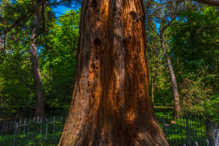 Sequoiadendron giganteumの写真素材
