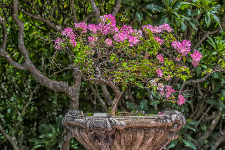 Bougainvillea flowers blooming in the gardenの写真素材