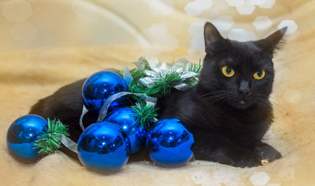 black cat and blue christmas ballsの写真素材