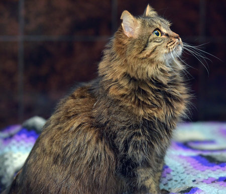 brown siberian cat on the bedの写真素材