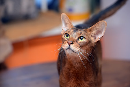 beautiful young abyssinian cat portraitの写真素材