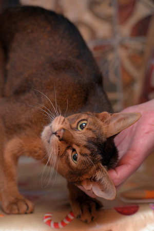 beautiful young abyssinian cat portraitの写真素材