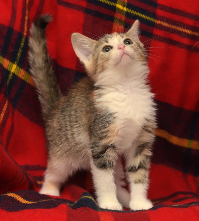 funny and curious little three-colored kitten playing on a red backgroundの写真素材