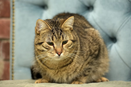 striped european cat on a blue backgroundの写真素材