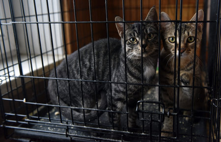 two striped cats in a cage in a shelterの写真素材