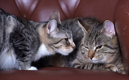 two tabby cats together on an armchairの写真素材