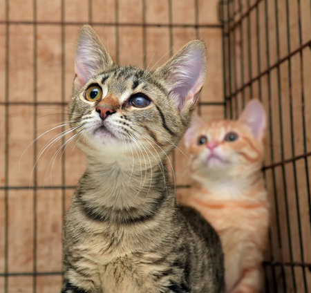 homeless kittens in a cage in a shelter