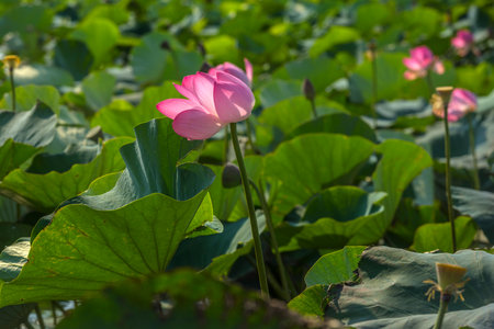 Lotus in the Akhtanizovsky estuary, Sea of Azovの写真素材