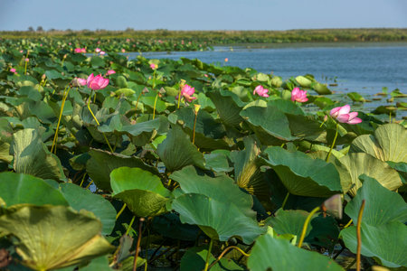 Lotus in the Akhtanizovsky estuary, Sea of Azovの写真素材