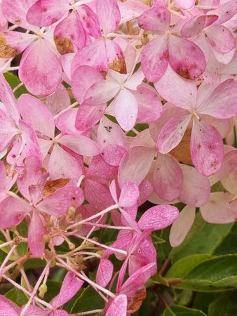 Hydrangea macrophylla closeup flowerの写真素材