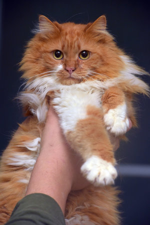 gorgeous fluffy red and white cat in her handsの写真素材