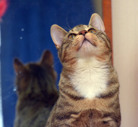 European shorthair tabby with white brown catの写真素材