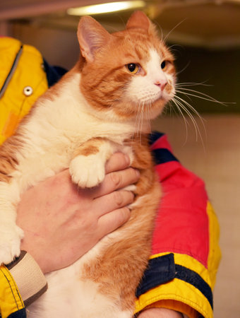 large red and white catの写真素材